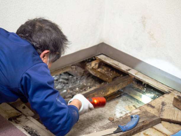 Best Attic Mold Removal  in Lake Stevens, WA