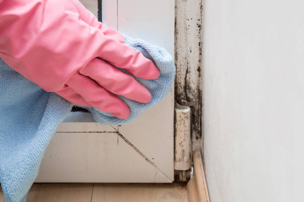 Lake Stevens, WA Mold Removal Company